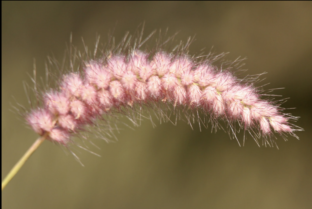 Fountain Grass